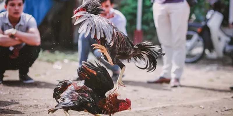 Lý do nên chọn tham gia tại đá gà 23win 